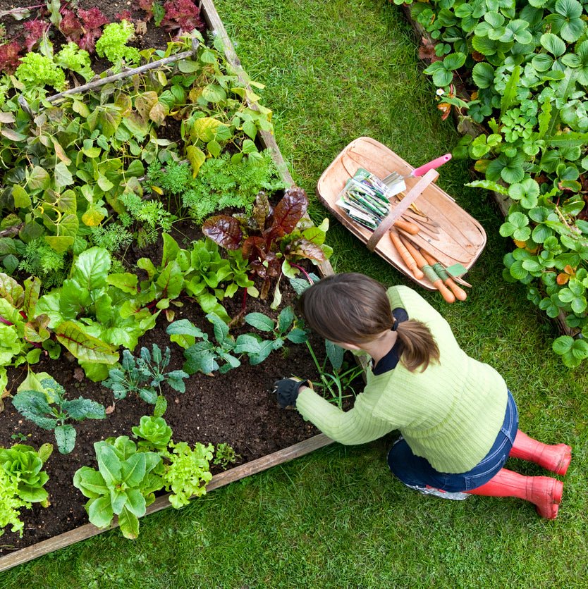 Vegetable Garden Seeds