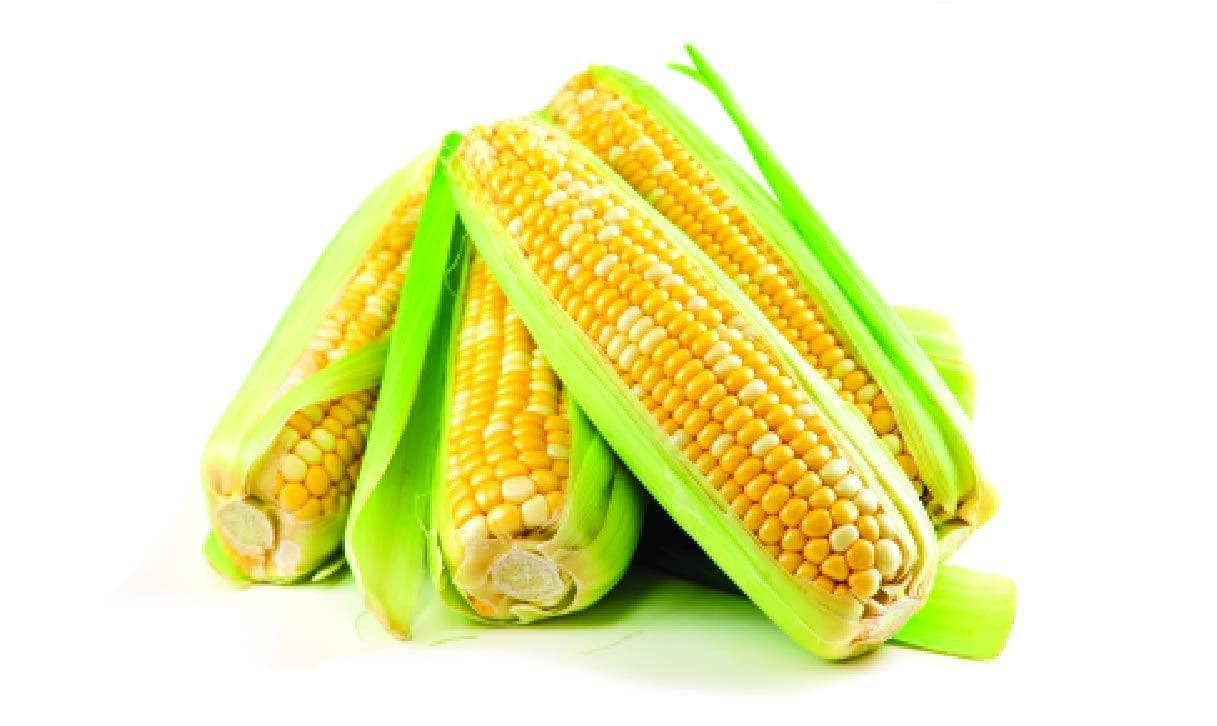 Fresh and Honest Foods 100% All Natural Freeze Dried Sweet Corn 16 OZ #10 Can