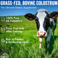 A2 Colostrum Powder 3.5 Oz Bovine Grass Fed Above 40% IGG Gluten Free Non GMO Sugar Free with 1 Year Shelf Life 50 Servings Dietary Supplement Immune Support Muscle Recovery Pack of 1