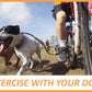 Bike Tow Leash Orange -Safe Dog Bike Attachment for Cycling, APA 5-Star USA Made
