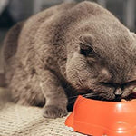 Future Essentials Dry Cat Food 1 can